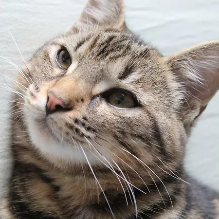 Les Goubelins * La Lande-d'Airou