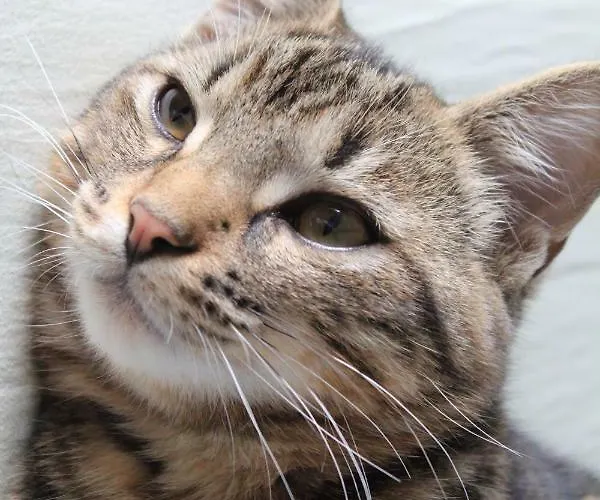 Les Goubelins * La Lande-d'Airou